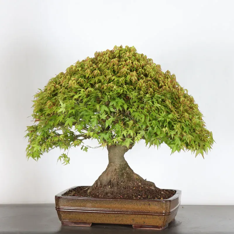 Japanese maple "ACER KIYOHIME" 2-2