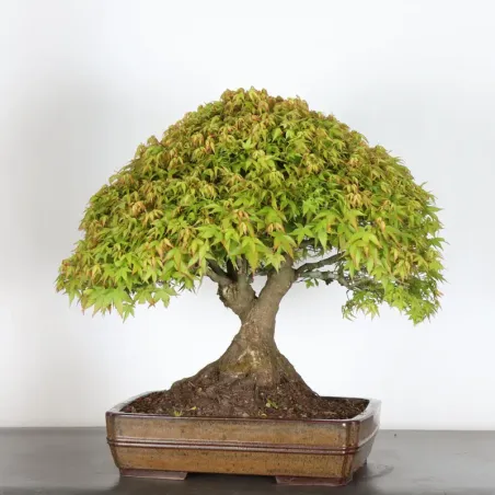 image supplémentaire - Japanese maple "ACER...