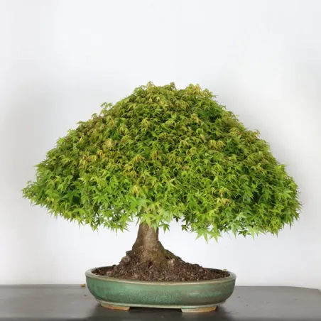 image supplémentaire - Érable japonais "ACER...