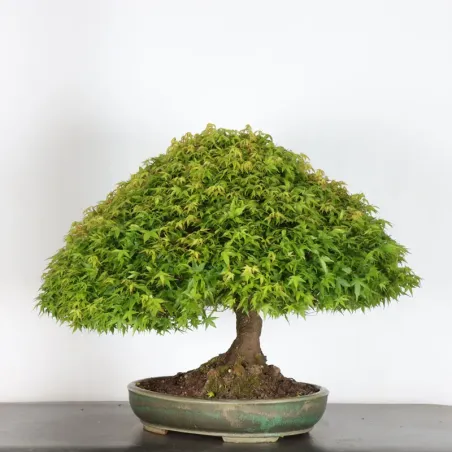 Japanese maple "ACER KIYOHIME" 3-1