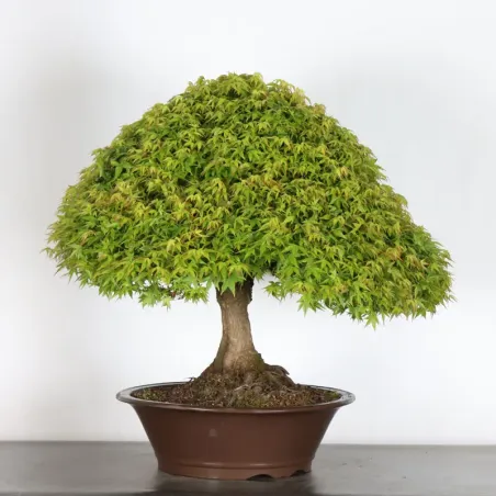 image supplémentaire - Érable japonais "ACER...