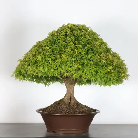 Japanese maple "ACER KIYOHIME" 3-3