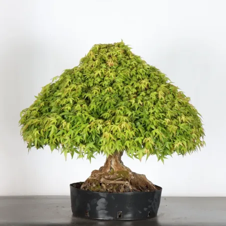 Japanese maple "ACER KIYOHIME" 3-4