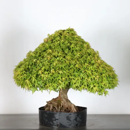 image supplémentaire - Érable japonais "ACER...