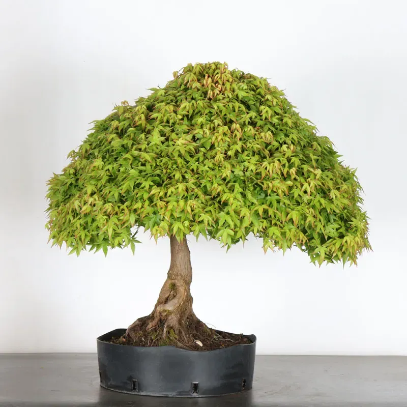 Érable japonais "ACER KIYOHIME" 3-5