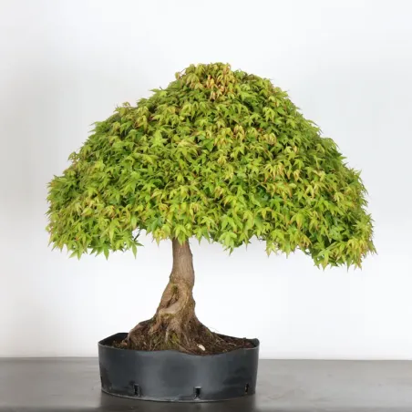 Japanese maple "ACER KIYOHIME" 3-5