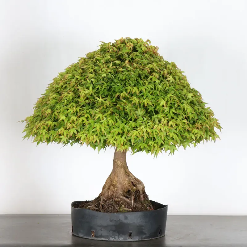 image supplémentaire - Érable japonais "ACER...