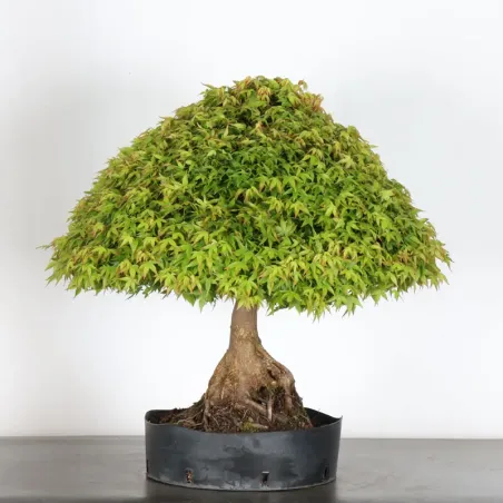 image supplémentaire - Japanese maple "ACER...