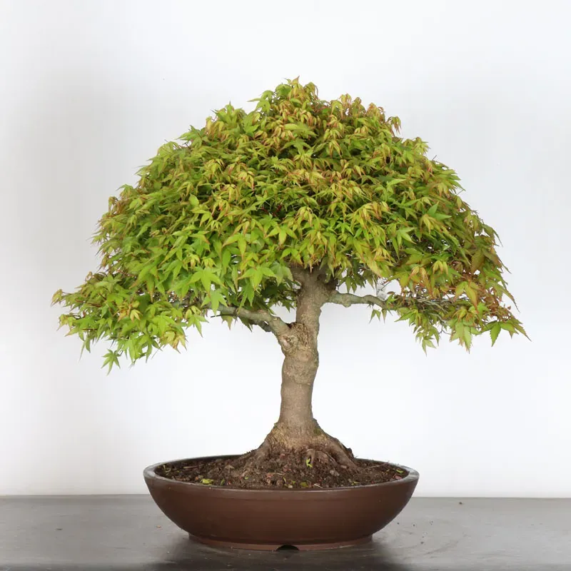 Japanese maple "ACER KIYOHIME" 3-6