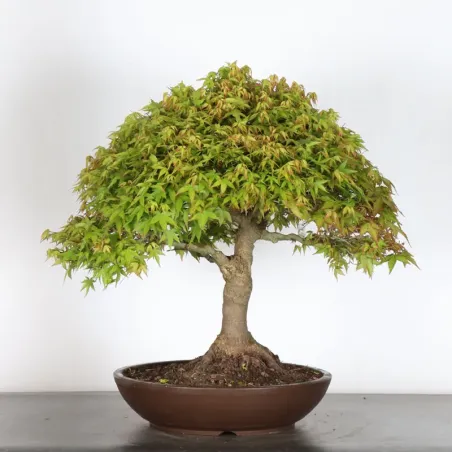 Japanese maple "ACER KIYOHIME" 3-6