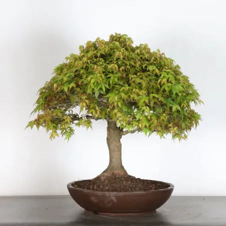 image supplémentaire - Japanese maple "ACER...