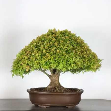 Érable japonais "ACER KIYOHIME" 3-7