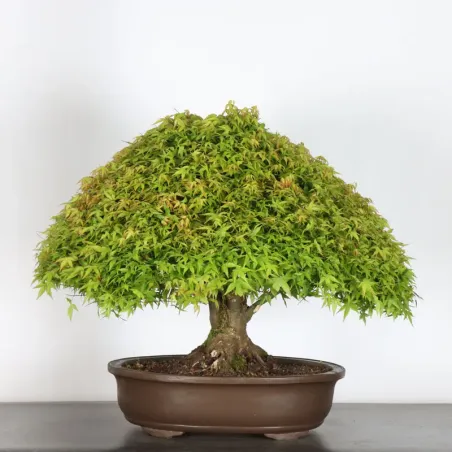 image supplémentaire - Érable japonais "ACER...