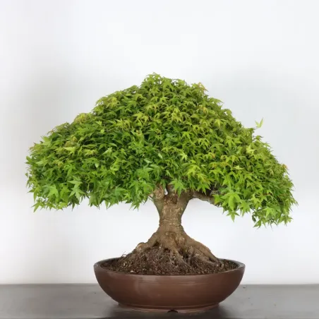 image supplémentaire - Érable japonais "ACER...