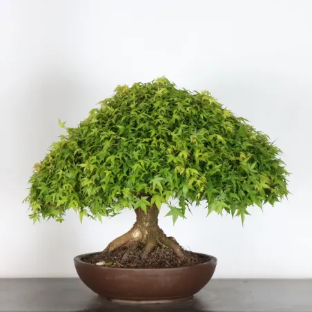 Kiyohime Maple Bonsai AK-4-1