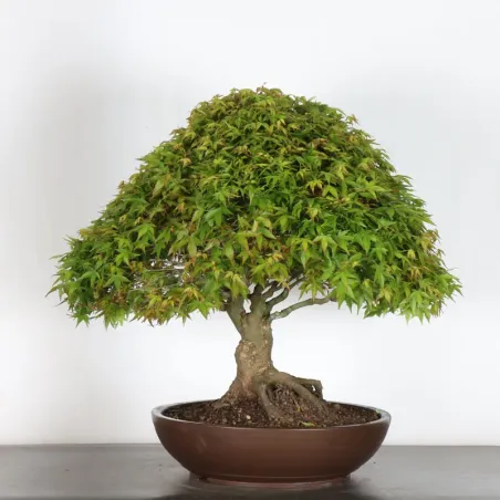 Japanese maple "ACER KIYOHIME" 4-10