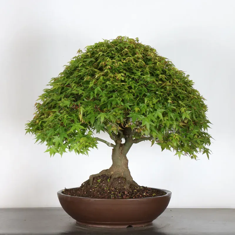 image supplémentaire - Érable japonais "ACER...