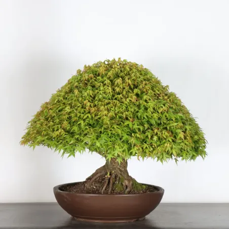 image supplémentaire - Érable japonais "ACER...