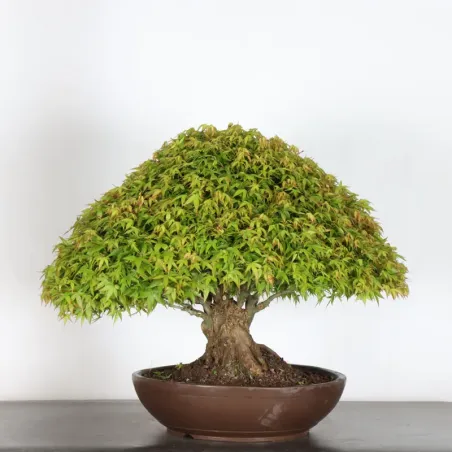 Japanese maple "ACER KIYOHIME" 4-11