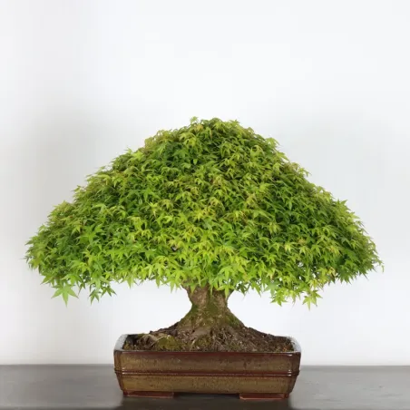 image supplémentaire - Japanese maple "ACER...