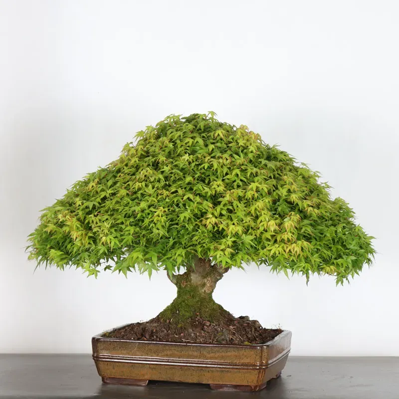 Bonsai Erable Kiyohime AK-4-2