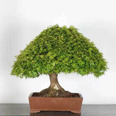 Japanese maple "ACER KIYOHIME" 4-5