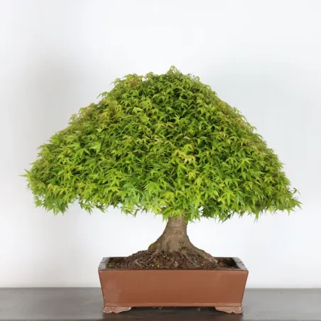 image supplémentaire - Érable japonais "ACER...