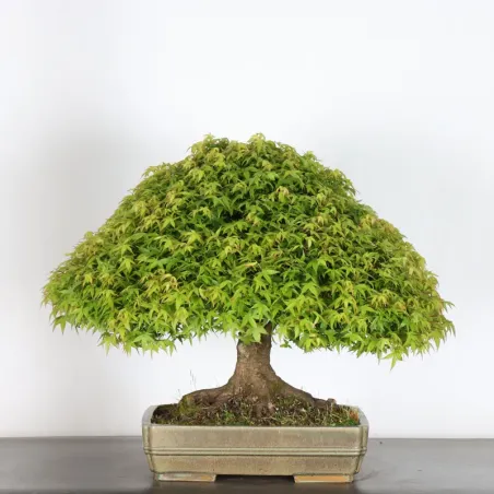 image supplémentaire - Érable japonais "ACER...