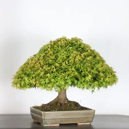 Japanese maple "ACER KIYOHIME" 4-6