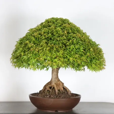 Japanese maple "ACER KIYOHIME" 4-7