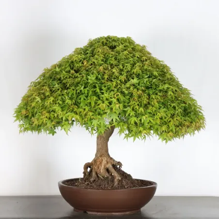 image supplémentaire - Érable japonais "ACER...