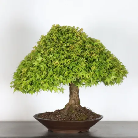 Japanese maple "ACER KIYOHIME" 5-1