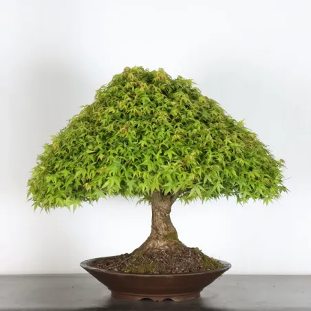 image supplémentaire - Érable japonais "ACER...