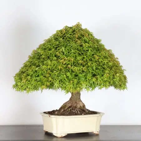 Japanese maple "ACER KIYOHIME" 5-2