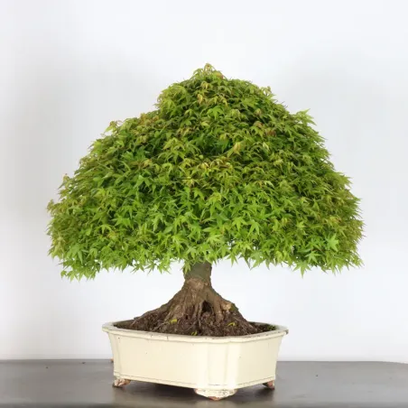 image supplémentaire - Érable japonais "ACER...