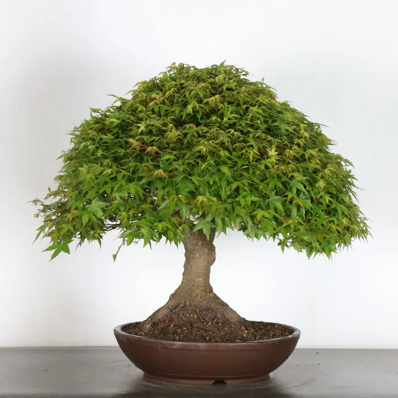 image supplémentaire - Japanese maple "ACER...