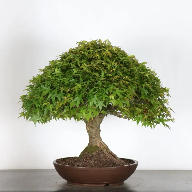 Érable japonais "ACER KIYOHIME" 5-3