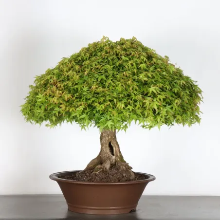 Japanese maple "ACER KIYOHIME" 5-5