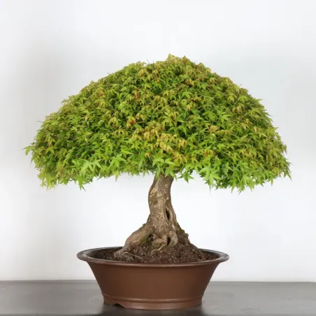 image supplémentaire - Érable japonais "ACER...