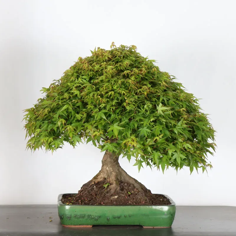 Érable japonais "ACER KIYOHIME" 5-8