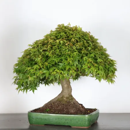 image supplémentaire - Japanese maple "ACER...