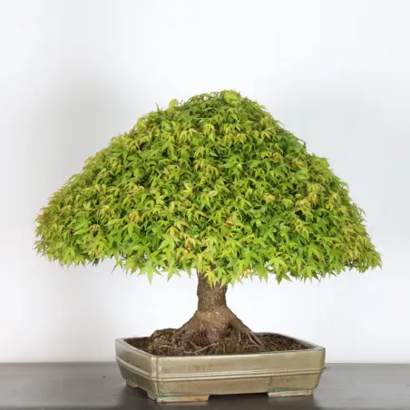 image supplémentaire - Érable japonais "ACER...