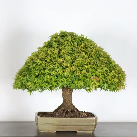 Japanese maple "ACER KIYOHIME" 4-3