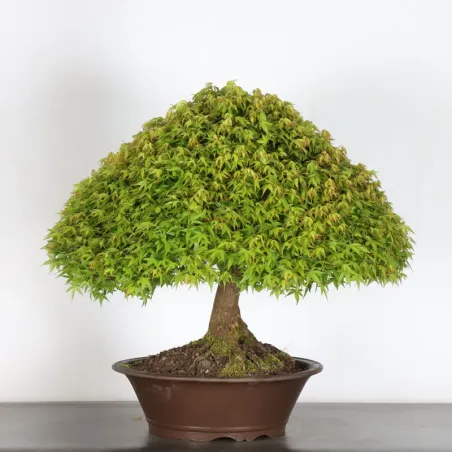 image supplémentaire - Érable japonais "ACER...