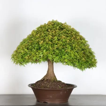 Japanese maple "ACER KIYOHIME" 4-4