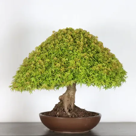 Japanese maple "ACER KIYOHIME" 5-7