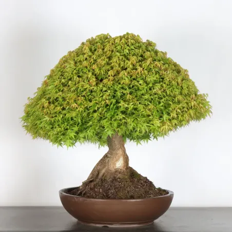 image supplémentaire - Érable japonais "ACER...