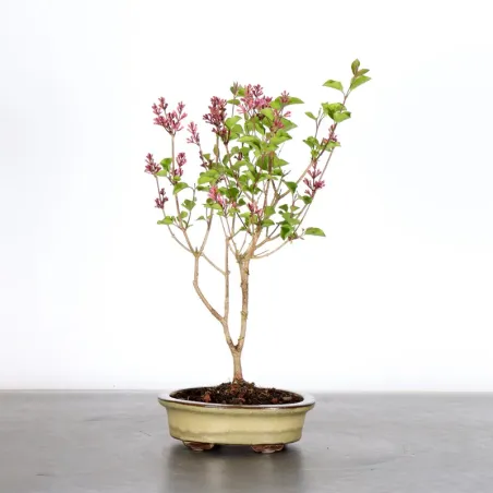 Chinese lilac "Syringa Red Pixie" 1-1