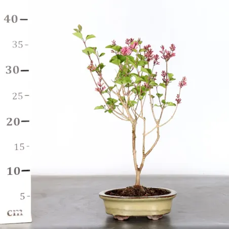 image supplémentaire - Chinese lilac "Syringa Red...