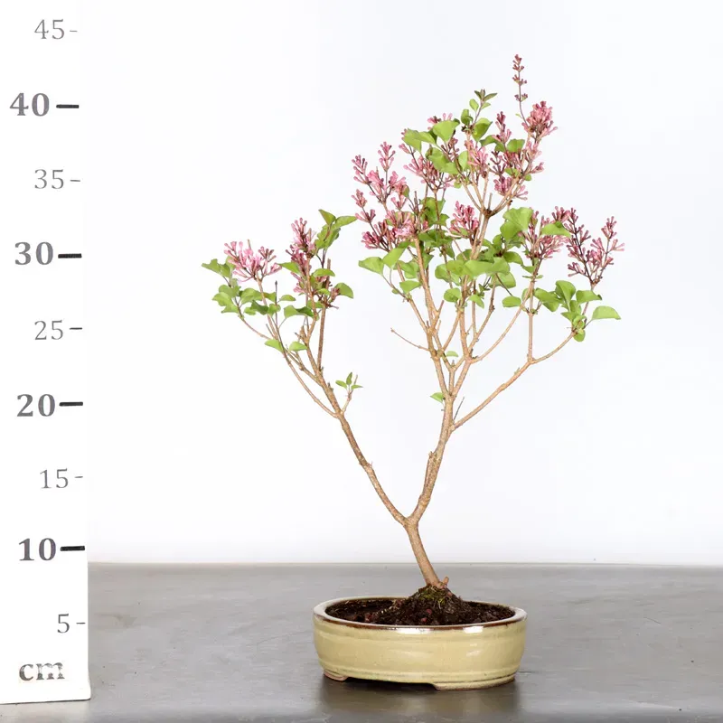 image supplémentaire - LILAS DE CHINE "SYRINGA RED...